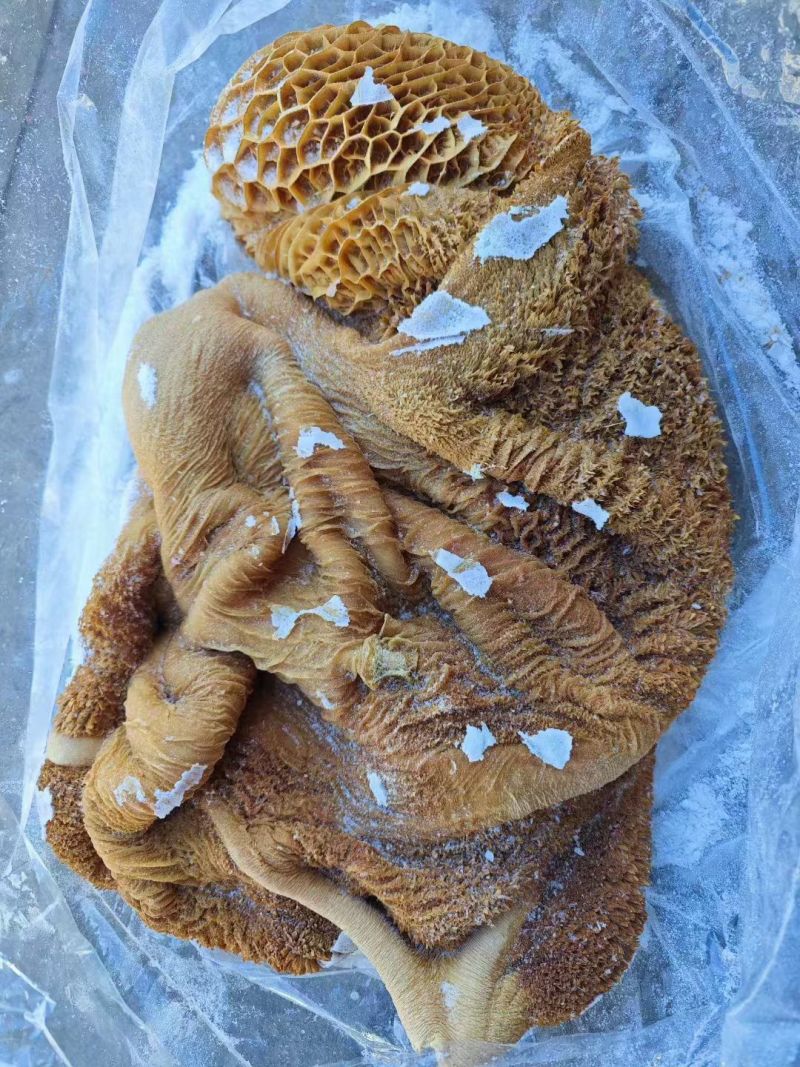 锡盟草饲生牛肚带金肚