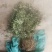 云南新龙胆草全草云南新龙胆草根茎中草药下单现挖