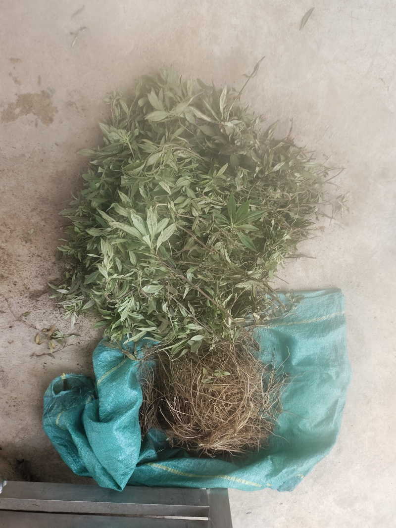 云南新龙胆草全草云南新龙胆草根茎中草药下单现挖