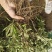 云南新龙胆草全草云南新龙胆草根茎中草药下单现挖