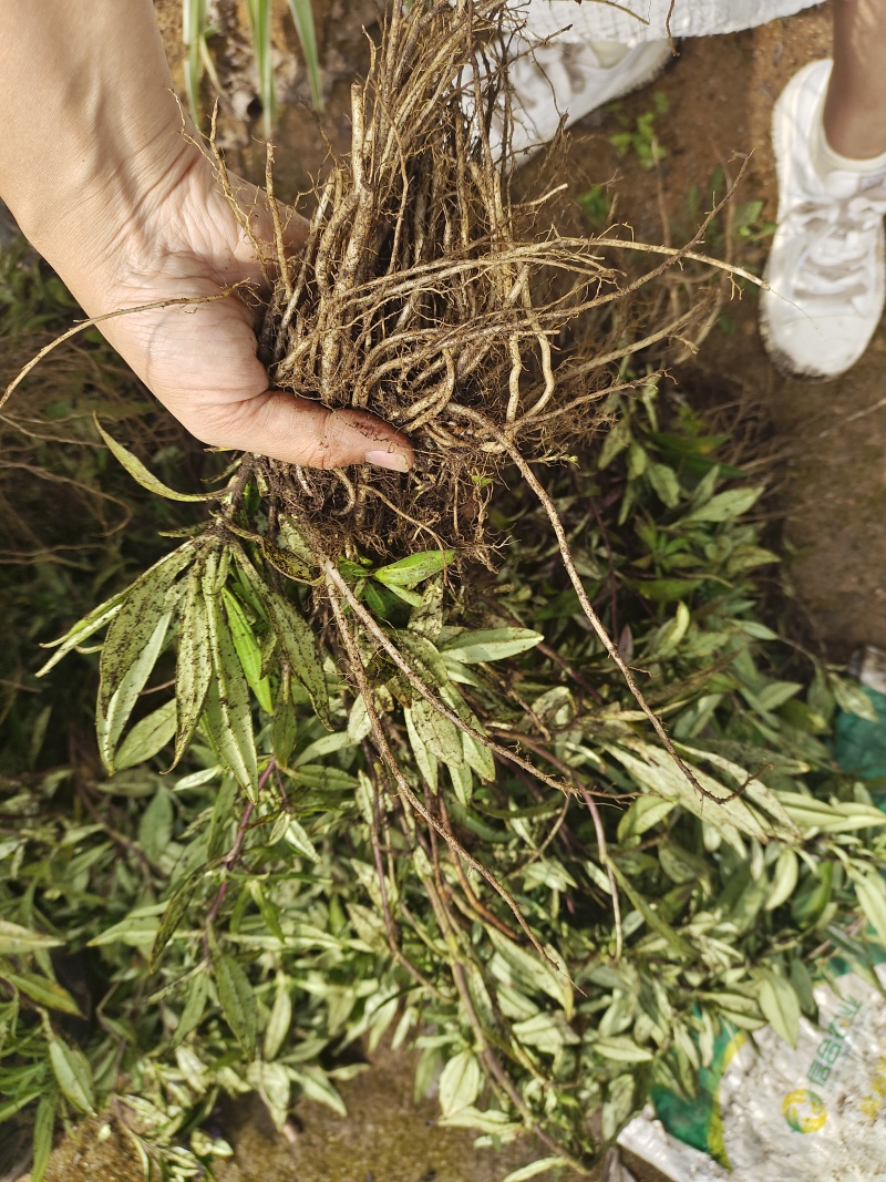 云南新龙胆草全草云南新龙胆草根茎中草药下单现挖