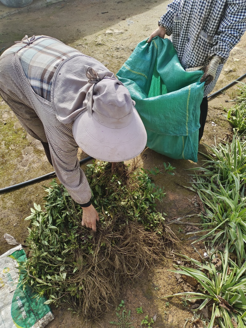 云南新龙胆草全草云南新龙胆草根茎中草药下单现挖