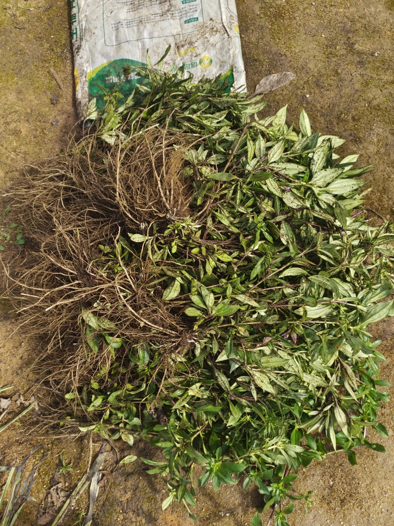 云南新龙胆草全草云南新龙胆草根茎中草药下单现挖