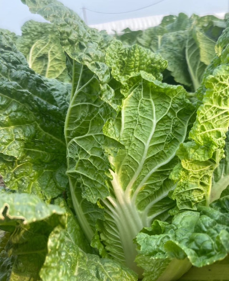 黄心白菜湖南黄心白菜现砍现发可视频看货欢迎来电