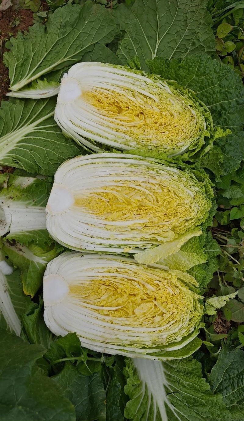 黄心白菜湖南黄心白菜现砍现发可视频看货欢迎来电