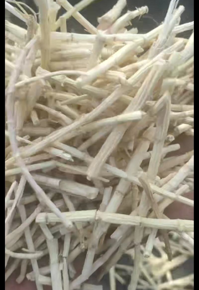 中药材白茅根