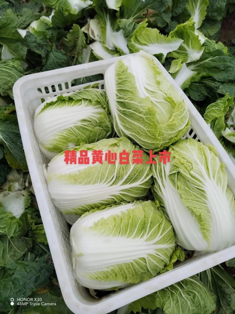 【实力供货】常德白菜黄心白菜万亩基地持续供应量大从优