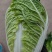 【实力供货】常德白菜黄心白菜万亩基地持续供应量大从优