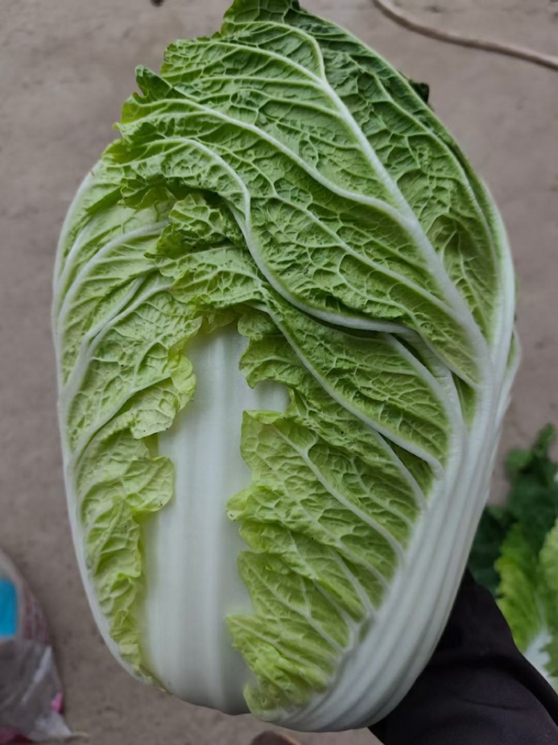 【实力供货】常德白菜黄心白菜万亩基地持续供应量大从优