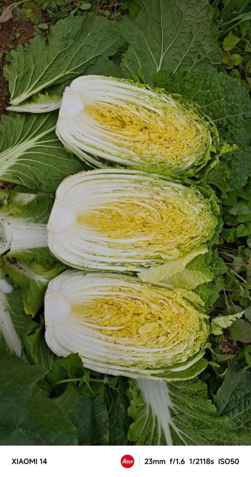 【实力供货】常德白菜黄心白菜万亩基地持续供应量大从优