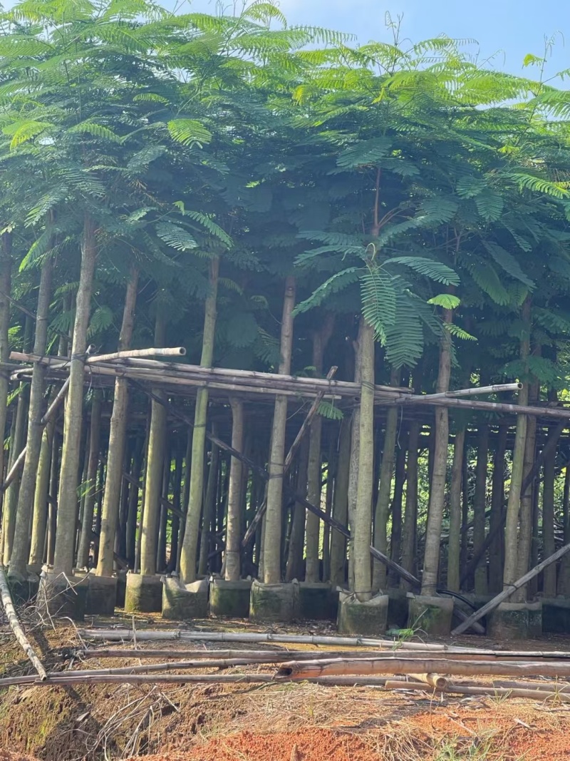 凤凰木。