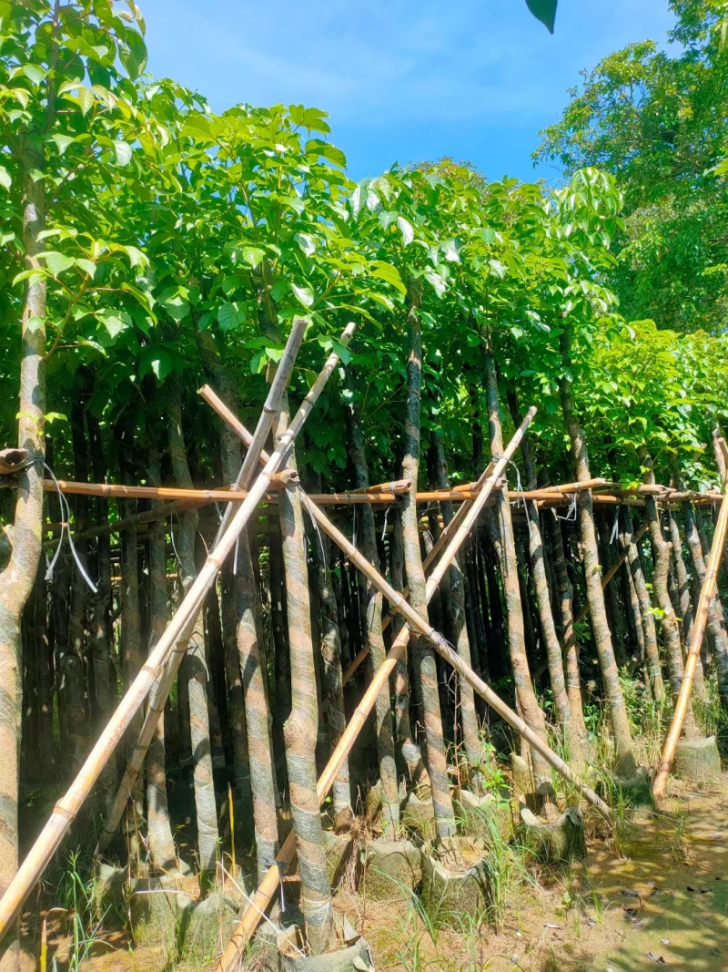 秋枫树。