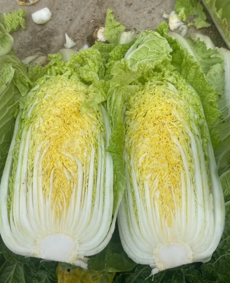 常德黄心白菜湖南白菜产地直发对接市场电商商超