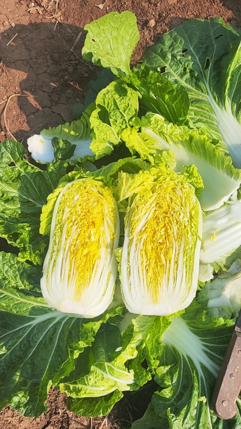 常德黄心白菜湖南白菜产地直发对接市场电商商超