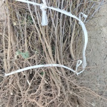 晋酸三号双仁酸枣苗药用酸枣苗基地直发苗圃现挖