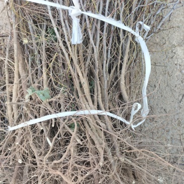 晋酸三号双仁酸枣苗药用酸枣苗基地直发苗圃现挖