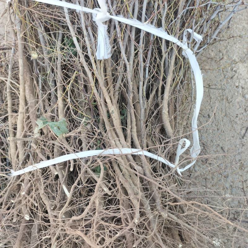 晋酸三号双仁酸枣苗药用酸枣苗基地直发苗圃现挖