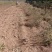 晋酸三号双仁酸枣苗药用酸枣苗基地直发苗圃现挖