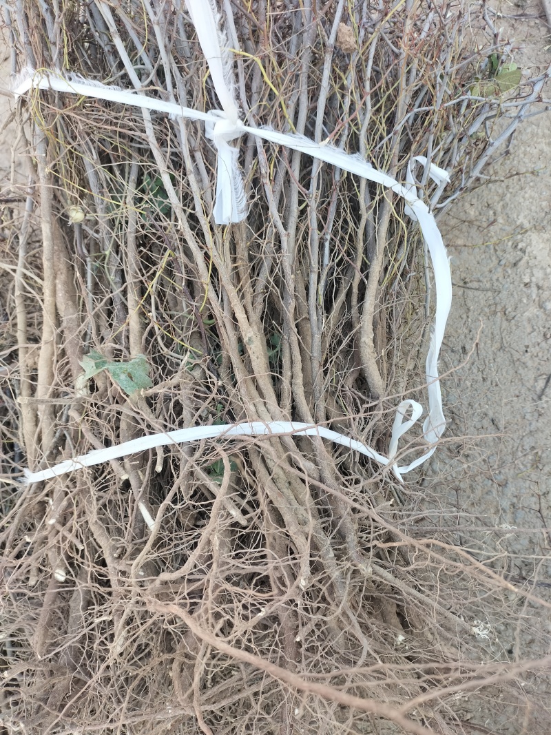 晋酸三号双仁酸枣苗药用酸枣苗基地直发苗圃现挖