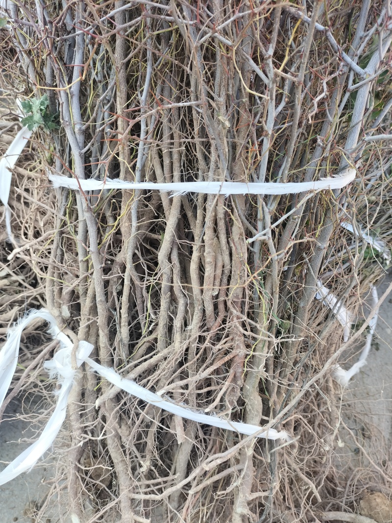 晋酸三号双仁酸枣苗药用酸枣苗基地直发苗圃现挖