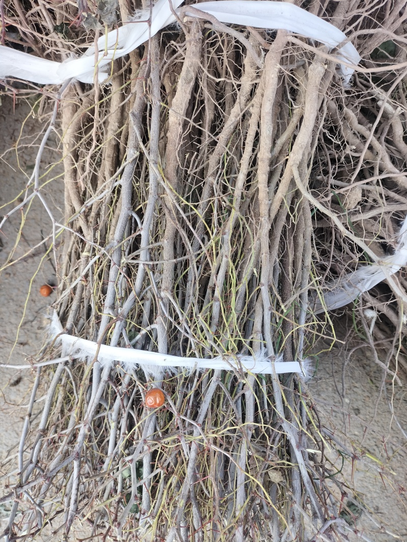 晋酸三号双仁酸枣苗药用酸枣苗基地直发苗圃现挖
