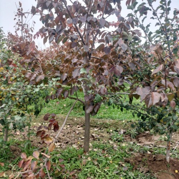 阳丰甜柿子树苗脆甜柿子树