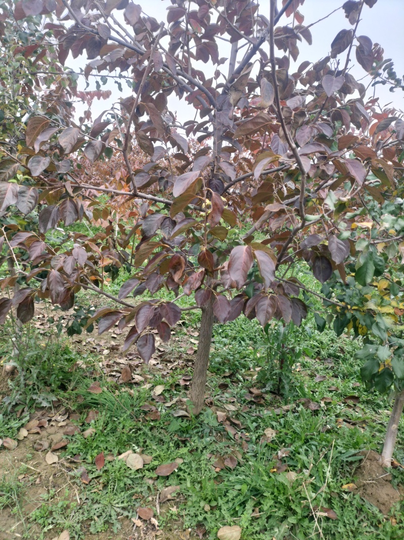 阳丰甜柿子树苗脆甜柿子树