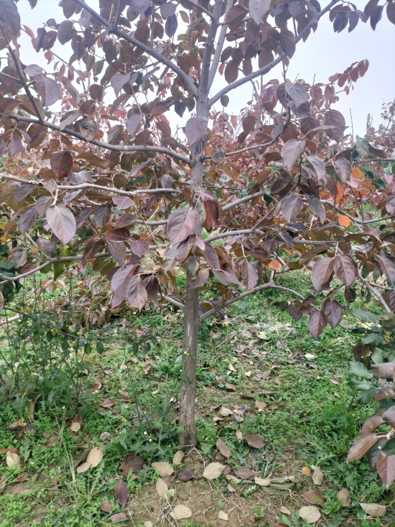 阳丰甜柿子树苗脆甜柿子树