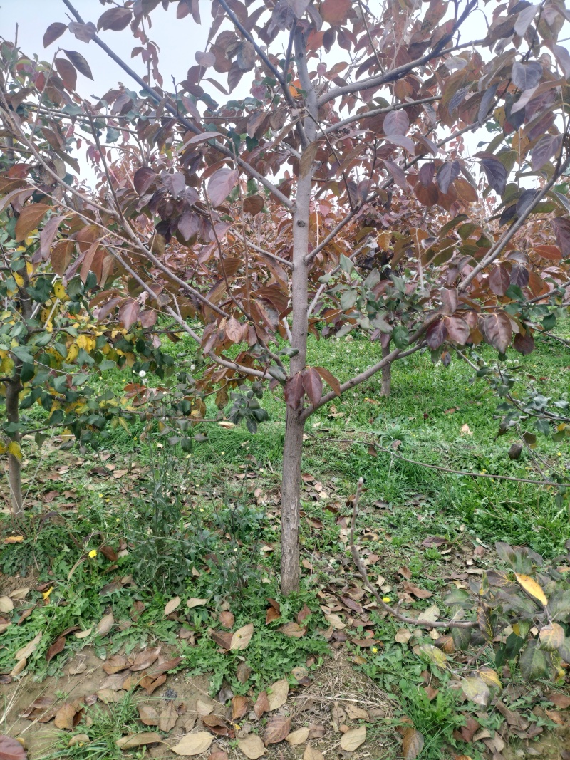 阳丰甜柿子树苗脆甜柿子树