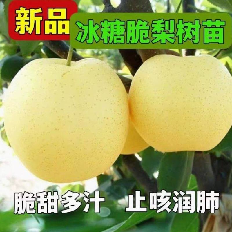 梨树苗酥梨树苗脆甜梨树苗玉露香梨树苗