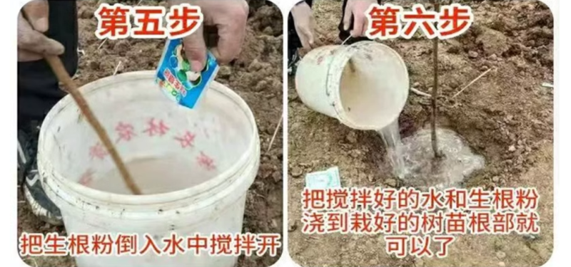 梨树苗酥梨树苗脆甜梨树苗玉露香梨树苗