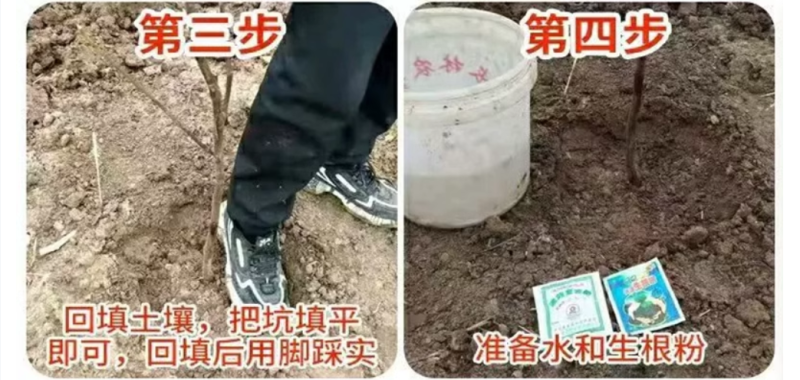 梨树苗酥梨树苗脆甜梨树苗玉露香梨树苗