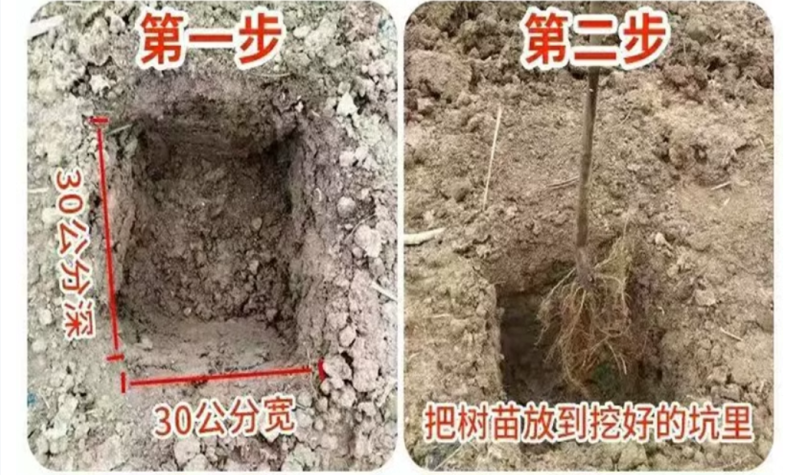 梨树苗酥梨树苗脆甜梨树苗玉露香梨树苗