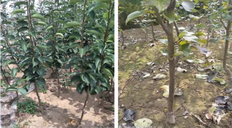 梨树苗酥梨树苗脆甜梨树苗玉露香梨树苗