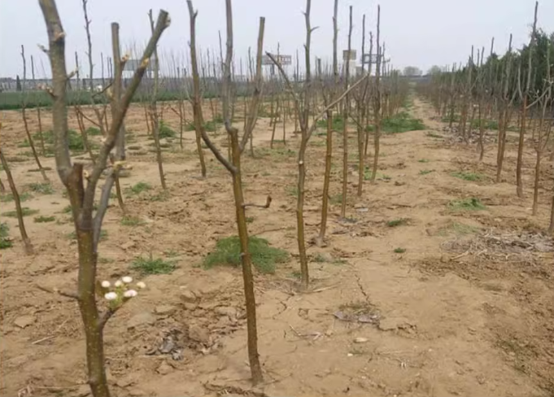 梨树苗酥梨树苗脆甜梨树苗玉露香梨树苗