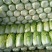 常德黄心白菜湖南白菜产地直发对接市场电商商超