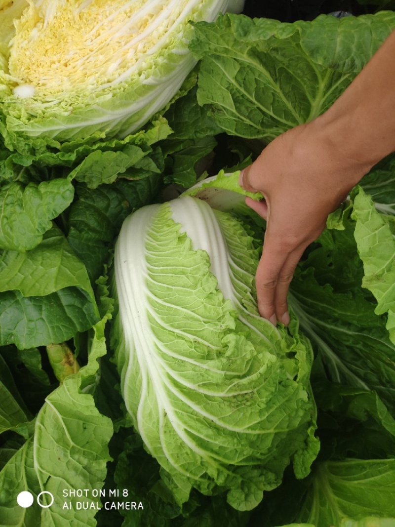 常德黄心白菜湖南白菜产地直发对接市场电商商超