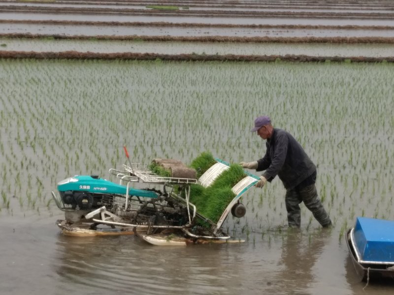 东北水稻