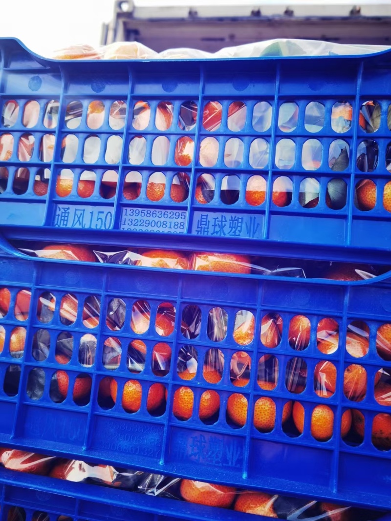 沙糖桔
