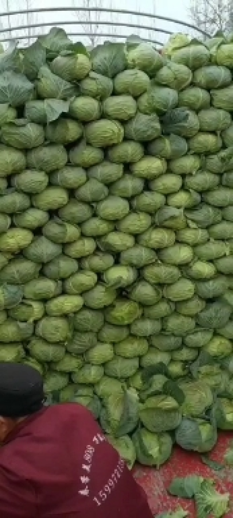 湖北老龚合作社，扁包菜大量上市中保证质量，量大从优！