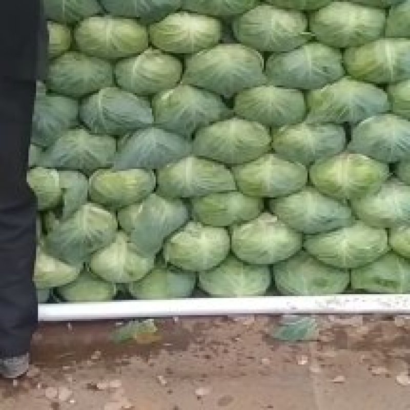 湖北老龚合作社，扁包菜大量上市中保证质量，量大从优！