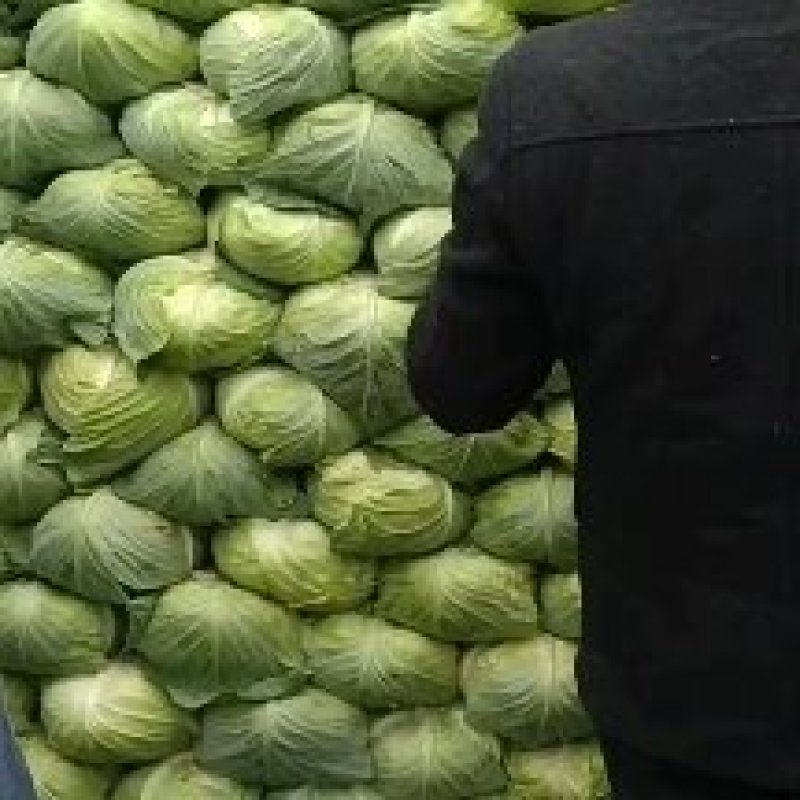 湖北老龚合作社，扁包菜大量上市中保证质量，量大从优！