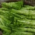 四川棒菜青菜棒棒青菜大量有货全国供应