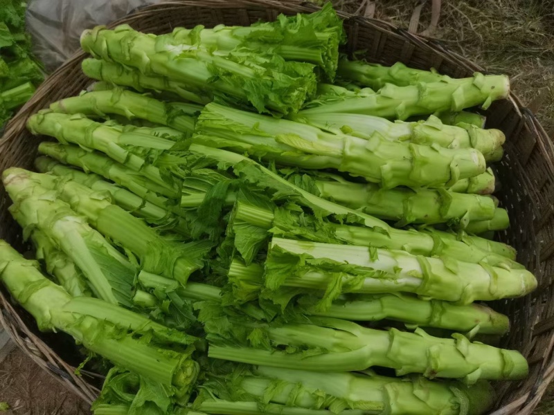 四川棒菜青菜棒棒青菜大量有货全国供应
