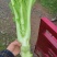 四川棒菜青菜棒棒青菜大量有货全国供应
