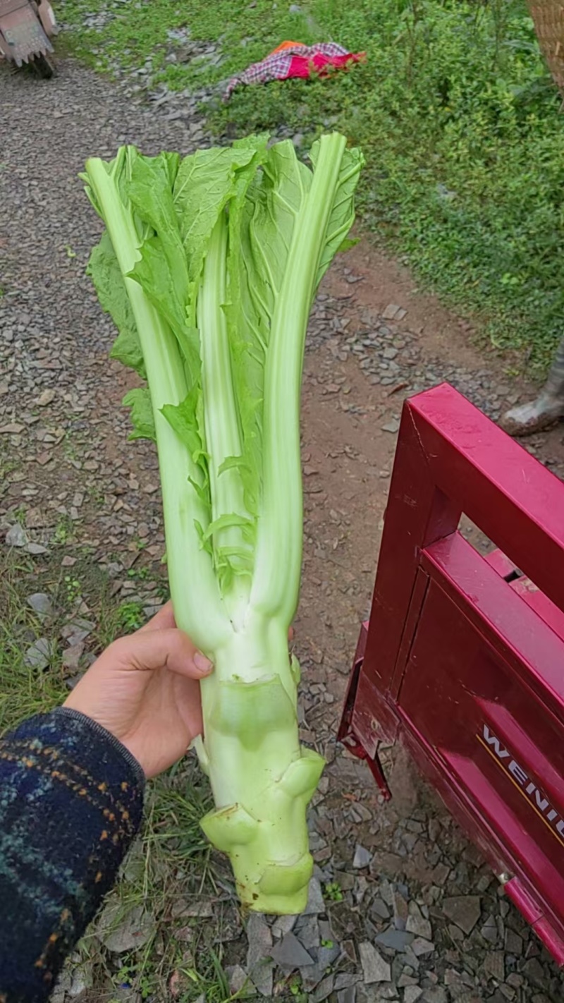 四川棒菜青菜棒棒青菜大量有货全国供应