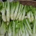 四川棒菜青菜棒棒青菜大量有货全国供应