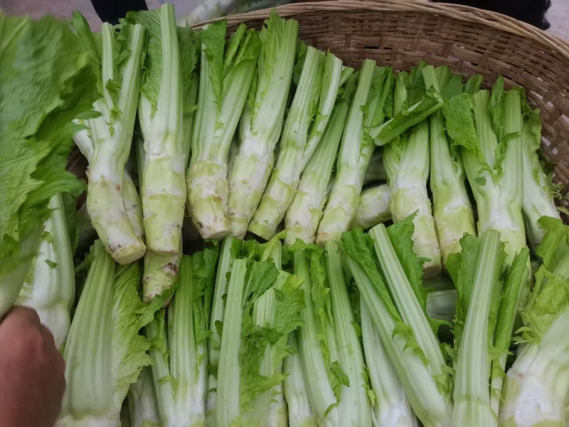 四川棒菜青菜棒棒青菜大量有货全国供应