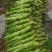 四川棒菜青菜棒棒青菜大量有货全国供应
