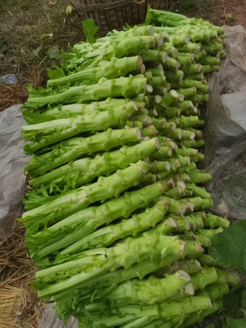 四川棒菜青菜棒棒青菜大量有货全国供应
